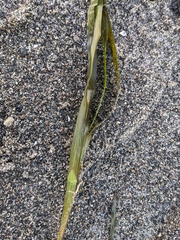 Zostera