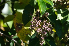 Ligustrum lucidum
