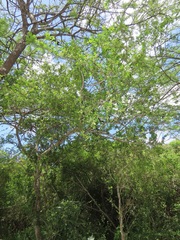 Dalbergia obovata