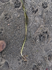 Zostera