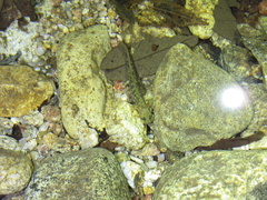 Onychodactylus koreanus