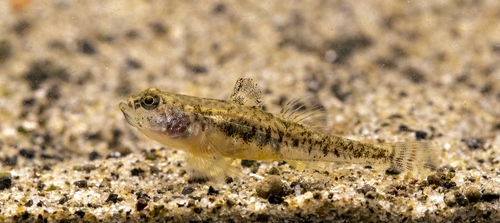Acheron spring goby (Knipowitschia milleri) — Gobiidae — 2