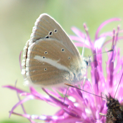 Polyommatus damon