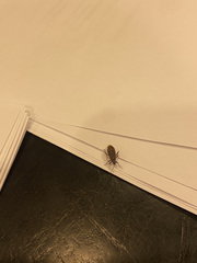 Melacoryphus lateralis