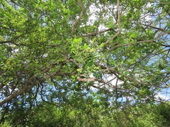Dalbergia obovata