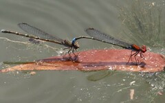 Pseudagrion massaicum