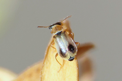 Cephaloncus capito