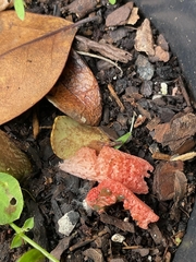 Clathrus columnatus