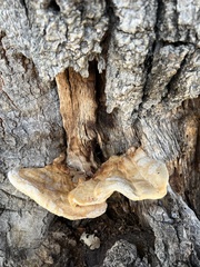 Coriolopsis gallica
