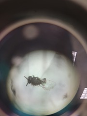 Perilampidae