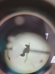 Perilampidae