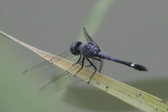 Micrathyria aequalis