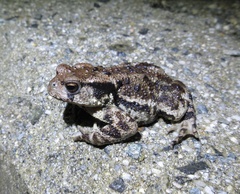 Bufo sachalinensis