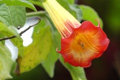 Brugmansia sanguinea