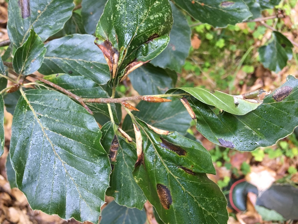 Phegomyia