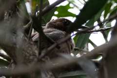 Myzomela obscura