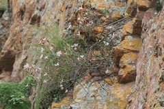 Ancylobothrys capensis