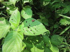 Isoglossa woodii