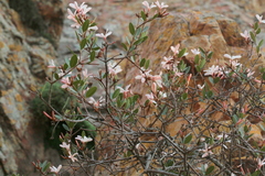 Ancylobothrys capensis