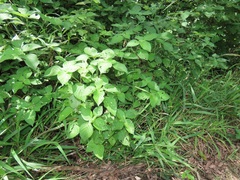 Isoglossa woodii