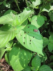 Isoglossa woodii