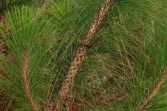 Pinus roxburghii