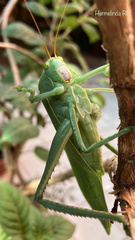 Stilpnochlora