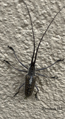 Neoptychodes trilineatus