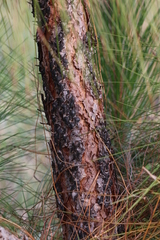 Pinus roxburghii