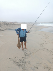 Pseudobatos planiceps