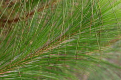 Pinus roxburghii