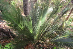 Macrozamia communis