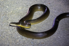 Liasis fuscus