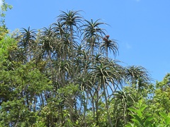 Aloidendron barberae