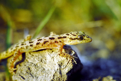 Cyrtodactylus