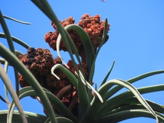 Aceria aloinis