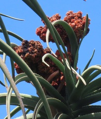 Aceria aloinis