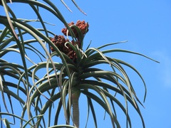 Aceria aloinis