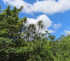 Aloidendron barberae