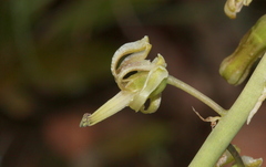Drimia elata