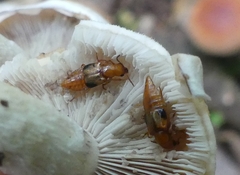 Oxyporus lateralis