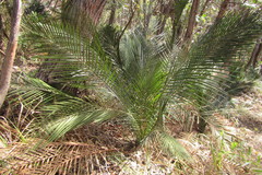 Macrozamia communis