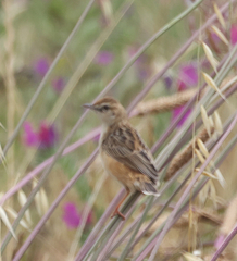 Cisticola juncidis terrestris