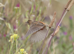 Cisticola juncidis terrestris