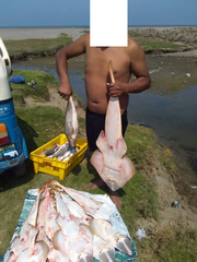 Pseudobatos planiceps