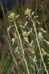 Drimia elata