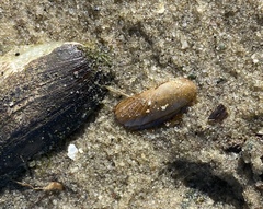 Solemya velum