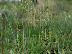 Drimia elata