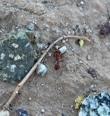 Pogonomyrmex maricopa