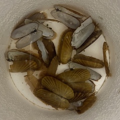 Solemya velum